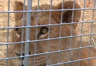 Le lion est aujourd'hui entre de bonnes mains...