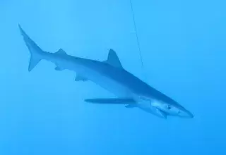 Le requin peau bleue, Prionace glauca, espèce des plus touchées passant du statut Vulnérable (VU) à En Danger Critique d’Extinction (CR). (© Matthieu Lapinski/Ailerons) Le requin peau bleue, Prionace glauca, espèce des plus touchées passant du statut Vulnérable (VU) à En Danger Critique d’Extinction (CR). (© Matthieu Lapinski/Ailerons)
