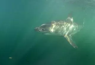 Partenaire média du Groupe phocéen d’Etude des Réquins, Médiaterranée vous présente cette aventure qui va vous amener à la rencontre des fonds sous-marins de la Méditerranée. (© Photos Bruno Guénard/H2oeil.net)