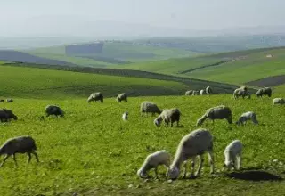 Le Plan Maroc Vert, lancé en avril 2008, a pour objectif le développement du secteur agricole et sa modernisation... (DR)