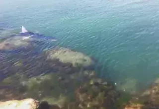 Âgé de 33 ans,  Clément Jean a déjà croisé plusieurs requins. La dernière fois c'était lundi sur le littoral héraultais. (Capture d'écran)