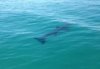 "J'étais dans l'eau en train de déchausser la planche de wake quelques minutes avant dans la zone où le squale a été vu", a raconté Guilhem Cuchet. (Capture d'écran)