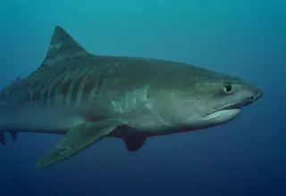 Le requin-tigre a été observé 4 fois en Méditerranée, mais n'y a jamais causé la mort de l'homme, contrairement à la Réunion. (© Bruno Guenard)