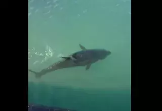 Allègrement nourri par les visiteurs réguliers et les touristes de passage tout autant réjouis par son beau spectacle, ce thon a élu demeure dans ce port où en avril dernier, croyant emballer un poisson qui lui avait été donné, il avait au passage avalé une mouette recrachée toutes plumes dehors qu’il avait quelques secondes plus tard !