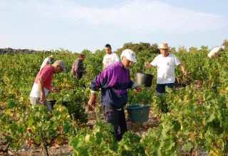 Les vendanges 2018, familiales et amicales, de la famille Campos à Frontignan